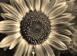 Szary + Sepia