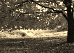 Szary + Sepia