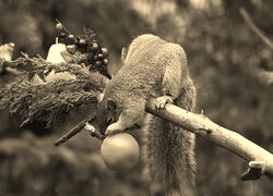 Szary + Sepia