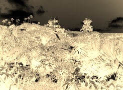 Sepia + Negatyw