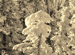 Szary + Sepia