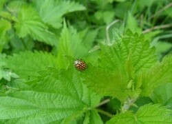 Oryginalny obrazek