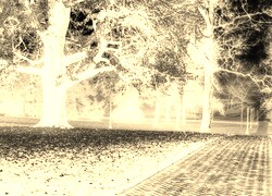 Sepia + Negatyw