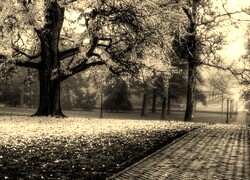 Szary + Sepia