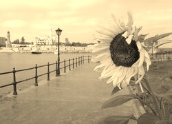 Szary + Sepia
