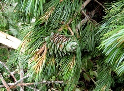 Oryginalny obrazek