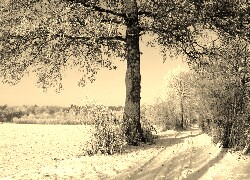 Szary + Sepia