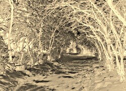 Sepia + Negatyw