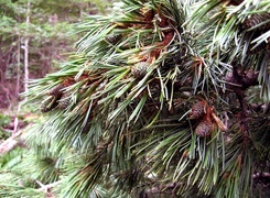 Oryginalny obrazek