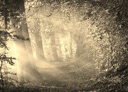 Szary + Sepia