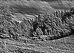 Skamielina