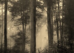 Szary + Sepia