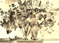 Sepia + Negatyw