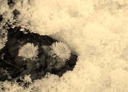 Szary + Sepia