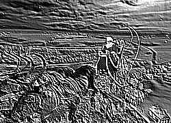 Skamielina