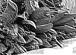 Skamielina