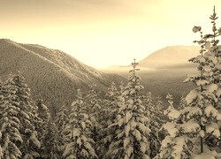 Szary + Sepia