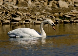 Oryginalny obrazek