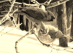 Sepia