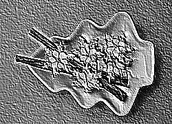 Skamielina