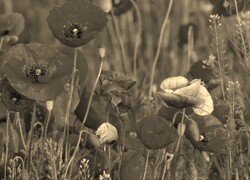 Szary + Sepia