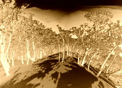 Sepia + Negatyw