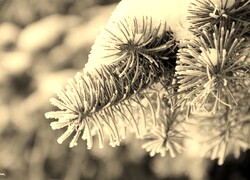 Szary + Sepia