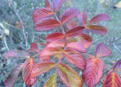 Oryginalny obrazek