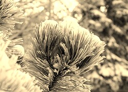 Szary + Sepia