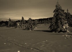 Szary + Sepia