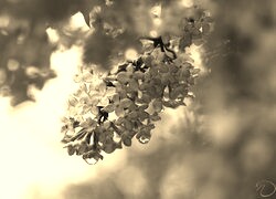 Szary + Sepia