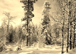 Szary + Sepia