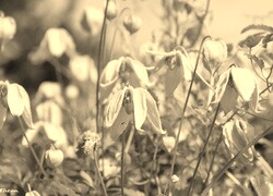 Szary + Sepia