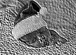 Skamielina