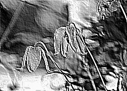 Skamielina