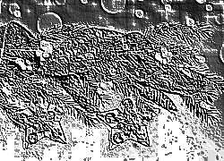 Skamielina