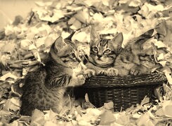 Szary + Sepia