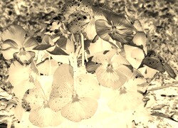 Sepia + Negatyw