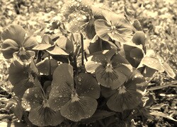 Szary + Sepia