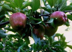 Oryginalny obrazek