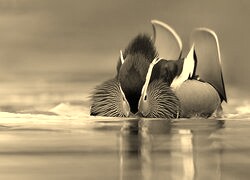 Szary + Sepia