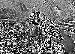 Skamielina