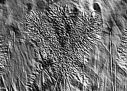 Skamielina