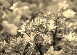 Szary + Sepia