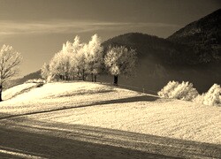 Szary + Sepia