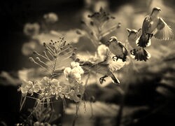 Szary + Sepia