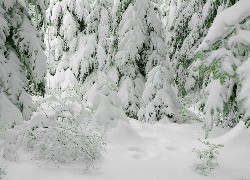 Oryginalny obrazek