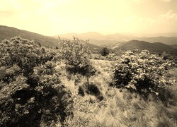 Szary + Sepia