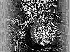 Skamielina