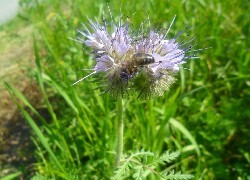 Oryginalny obrazek